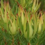 Leucadendron Inca Gold Leucadendron Inca Gold