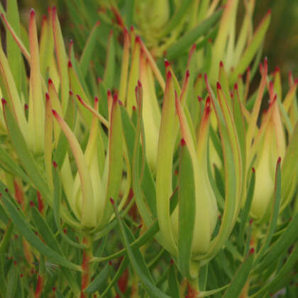 Leucadendron Inca Gold P14lcdigo - Garden Express Australia