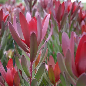 Leucadendron Safari Sunset
