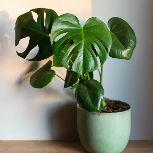 Monstera Tauerii- Dwarf Swiss Cheese Plant