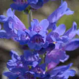 Penstemon Catherine De La Mare P68pencdm - Garden Express Australia