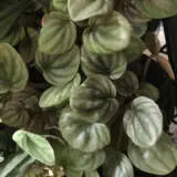 Peperomia Frosty P10pepfro - Garden Express Australia