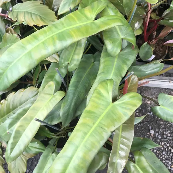 Philodendron Atabapoense