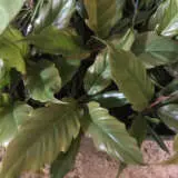 Philodendron Choco Empress P10phicem - Garden Express Australia