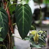 Philodendron Gigas P10phigig - Garden Express Australia