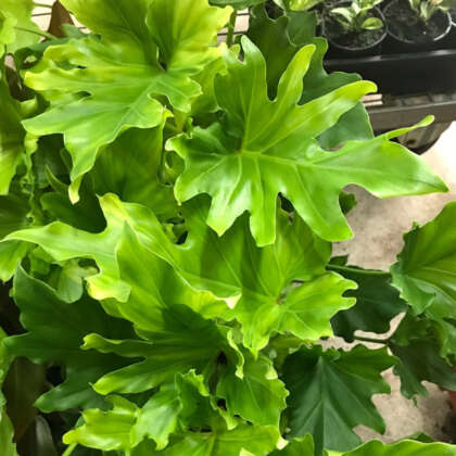 Philodendron Hope P10phihop - Garden Express Australia