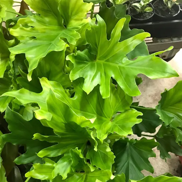 Philodendron Hope
