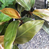 Philodendron Imperial Red P10phiire - Garden Express Australia