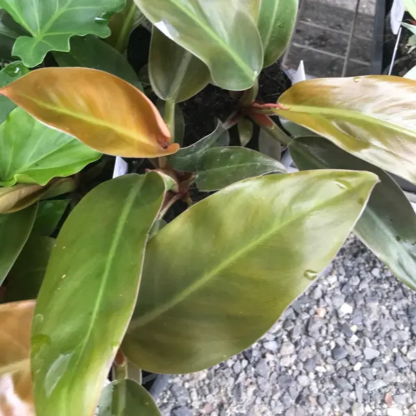 Philodendron Imperial Red