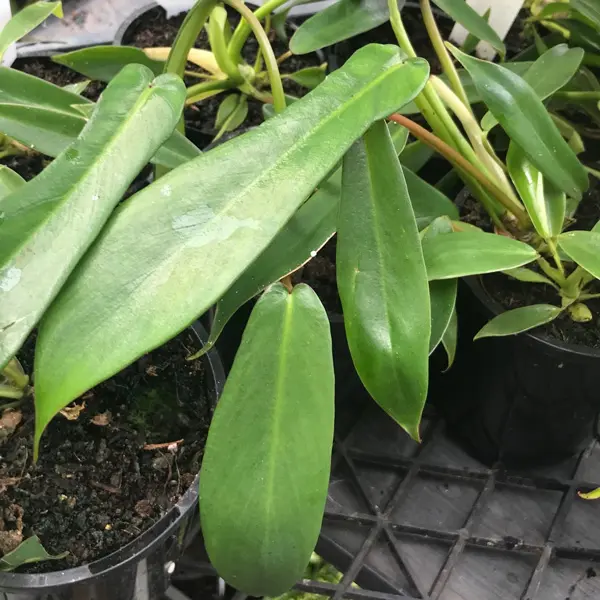 Philodendron Jeoppii