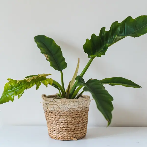 Philodendron Narrow Escape Philodendron Narrow Escape