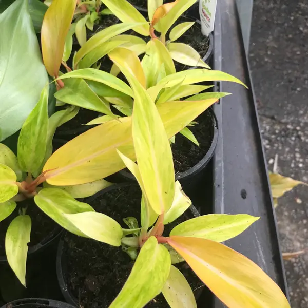 Philodendron Orange Marmalade