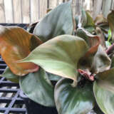 Philodendron Red Heart