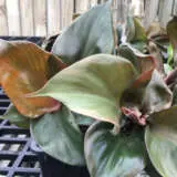 Philodendron Red Heart P10phirhe - Garden Express Australia