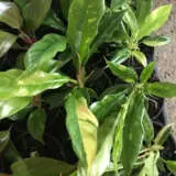 Philodendron Ring Of Fire P10phirof - Garden Express Australia