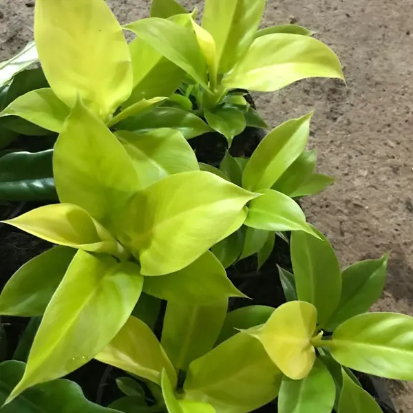 Philodendron Rush