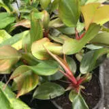 Philodendron White Knight Hints Of White P10phiwkn - Garden Express Australia