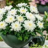 Pot Chrysanthemum Cosmo White P10pchcwh - Garden Express Australia