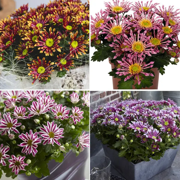 Pot Mum Chrysanthemum Curiosity Collection