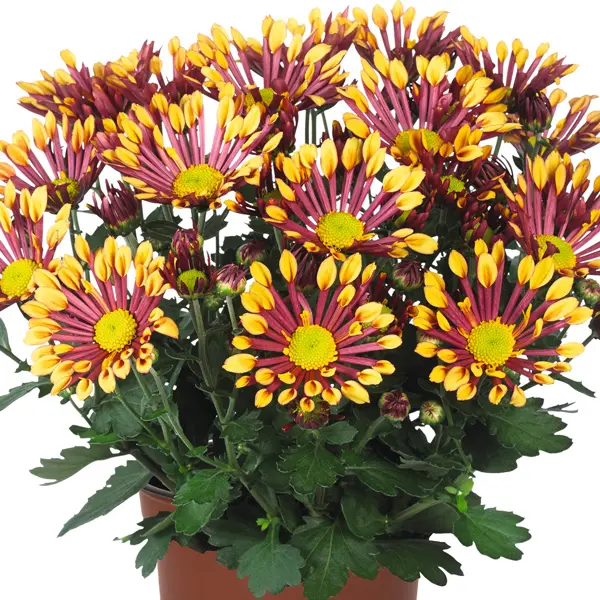Pot Mum Chrysanthemum Curiosity Collection Pot Mum Chrysanthemum Curiosity Collection