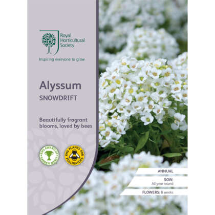 Rhs Alyssum Snowdrift Seerhsasd - Garden Express Australia
