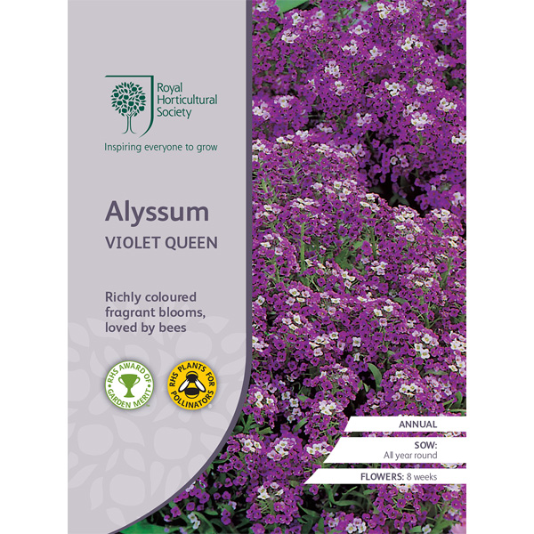 Seed – Rhs Alyssum Violet Queen