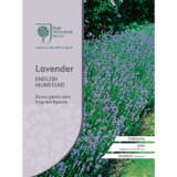 Rhs Lavender English Munstead Seerhslem - Garden Express Australia