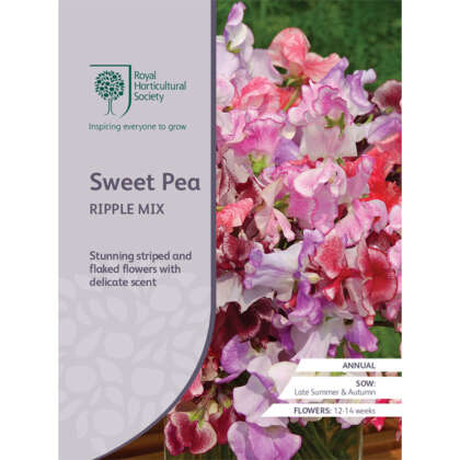 Rhs Sweet Pea Ripple Mix Seerhsspr - Garden Express Australia