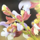 Salvia Blue Haze P68salbha - Garden Express Australia