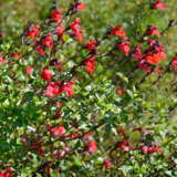 Salvia Huntington Red