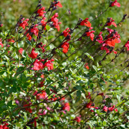 Salvia Huntington Red P68salhre - Garden Express Australia