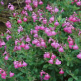Salvia Musk Pink