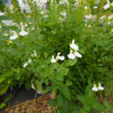 Salvia Navaho White P75salnwh - Garden Express Australia