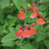 Salvia Tangerine P75saltan - Garden Express Australia