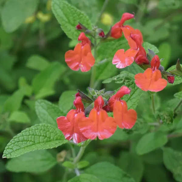 Salvia Tangerine