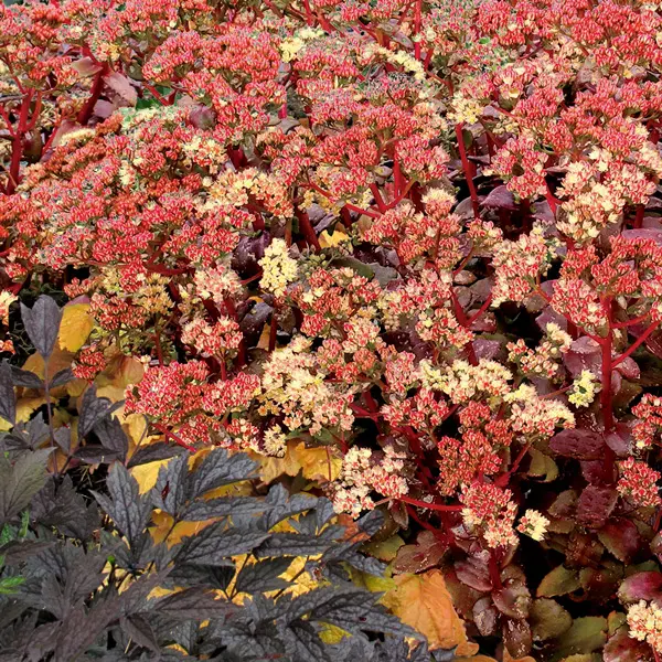 Sedum Peach Pearls Sedum Peach Pearls