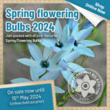 Spring Flowering Bulbs 2024