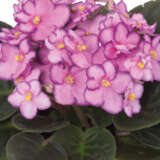 African Violet Maxi Denise P10avimde - Garden Express Australia