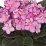 African Violet Maxi Denise P10avimde - Garden Express Australia