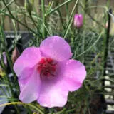 Alyogyne Melissa Anne P14alyman - Garden Express Australia