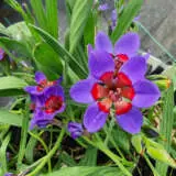 Babiana Rubrocyanea Pkbabrub - Garden Express Australia