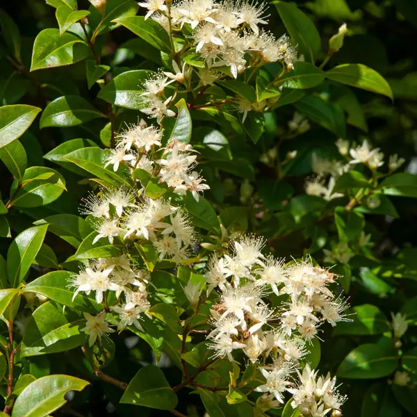 Backhousia Mini Cini