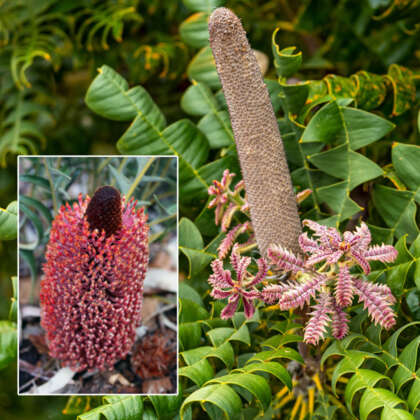 Banksia Blechnifolia P14banble - Garden Express Australia