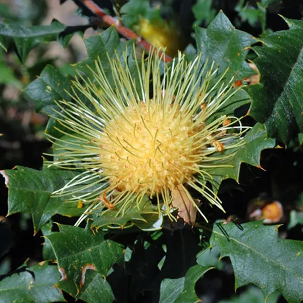 Banksia (dryandra) Undata