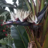 Bird Of Paradise White P14biropw - Garden Express Australia