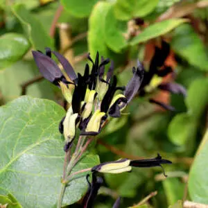 Black Coral Pea