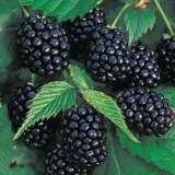 Blackberry Chester P75blache - Garden Express Australia