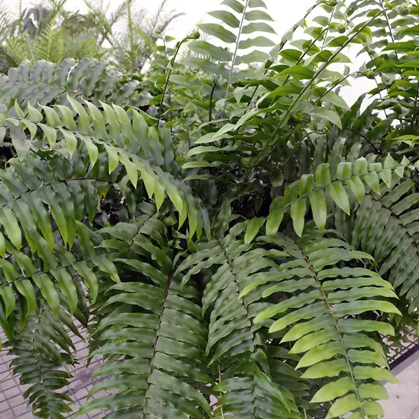 Boston Macho Fern
