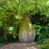 Brachychiton Qld Bottle Tree P20braqbt - Garden Express Australia