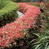 Callistemon Great Balls Of Fire P14calgbf - Garden Express Australia